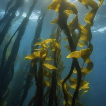 close-up-algae-nature-min